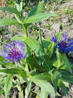 Bergkorenbloem Montana, Ophalen of Verzenden, Voorjaar, Volle zon, Zaad