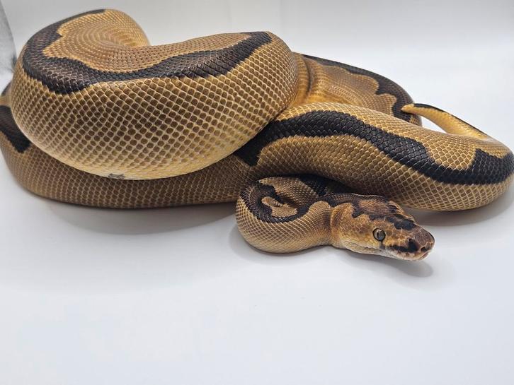 Koningspython- python regius- ballpython