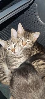 Britse korthaar kittens,gechipt en gevaccineerd 😻