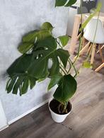 GRATIS 2 bloemen, Huis en Inrichting, Woonaccessoires | Kunstplanten en Kunstbloemen, Ophalen
