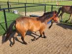 Te koop mooie A/B pony, Dieren en Toebehoren, Pony's, Merrie, 0 tot 2 jaar, Gechipt, B pony (1.17m tot 1.27m)