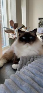 Herplaatsing ragdoll broer en zus, Dieren en Toebehoren, Katten en Kittens | Raskatten | Langhaar, Meerdere dieren, Gechipt, 6 jaar of ouder