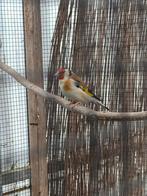 Major putter pop, Dieren en Toebehoren, Vogels | Overige Vogels, Vrouwelijk, Wildzangvogel