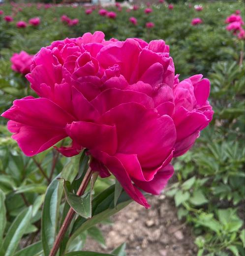 Mooie pioenrozen L’ Eclatante, Tuin en Terras, Planten | Tuinplanten, Vaste plant, Overige soorten, Volle zon, Lente, Ophalen