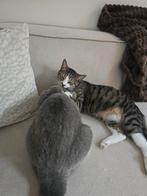 Britse korthaar en Europese korthaar, Dieren en Toebehoren, Katten en Kittens | Raskatten | Korthaar