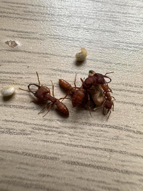 Mystrium camilae 1 koningin 6-10werksters, Dieren en Toebehoren, Insecten en Spinnen, Mieren