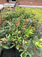 Skimmia super groot doorsnede 50/60 voor de prijs van 7.50, Tuin en Terras, Planten | Tuinplanten, Halfschaduw, Zomer, Vaste plant