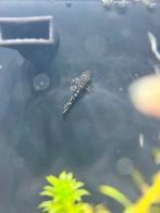 Ancistrus/Borstelneus babyvisjes, Vis