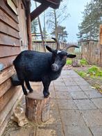 2 mooie dwerggeitjes, Dieren en Toebehoren, Vrouwelijk, Geit