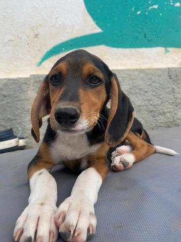 Loui – een dappere jongen met een groot hart  beschikbaar voor biedingen