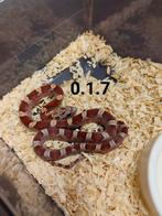 Pantherophis guttatus, pied sided., Dieren en Toebehoren, Reptielen en Amfibieën, Slang, Tam, 0 tot 2 jaar