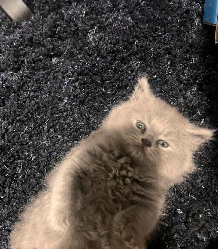 5 kittens, Dieren en Toebehoren, Katten en Kittens | Overige Katten, Meerdere dieren