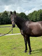 Brave Ruin, Dieren en Toebehoren, Pony's, Ruin, Gechipt, 11 jaar of ouder, Recreatiepony