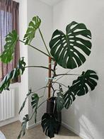 Monstera deliciosa groot 150cm, Huis en Inrichting, Kamerplanten, Overige soorten, 150 tot 200 cm, Halfschaduw, Ophalen