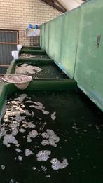 Quarantaine / Opgroei vijver bassin + filter en pompen, Ophalen, Gebruikt