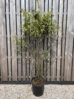 Amelanchier krentenboompje meerstammig leverbasr tot 250 cm, Ophalen of Verzenden, Overige soorten, Struik, 100 tot 250 cm