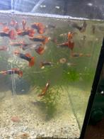 Red tuxedo guppen, Dieren en Toebehoren, Vis