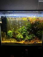 Superfish aquarium met onderkast te koop, Ophalen, Zo goed als nieuw, Gevuld zoetwateraquarium