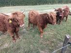 Dekstier te huur gevraagd Schotse hooglander, Dieren en Toebehoren, Mannelijk