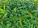 Portugese laurier ca 180 cm potgekweekt, Tuin en Terras, Planten | Struiken en Hagen, Ophalen of Verzenden, Laurier, Haag, 100 tot 250 cm