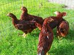 Rhode Island Red kriel toom  of ruilen tegen ???, Dieren en Toebehoren, Pluimvee