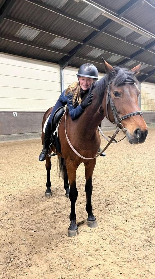 Verzorger aangeboden, Dieren en Toebehoren, Paarden en Pony's | Verzorgingsproducten, Nieuw, Ophalen of Verzenden
