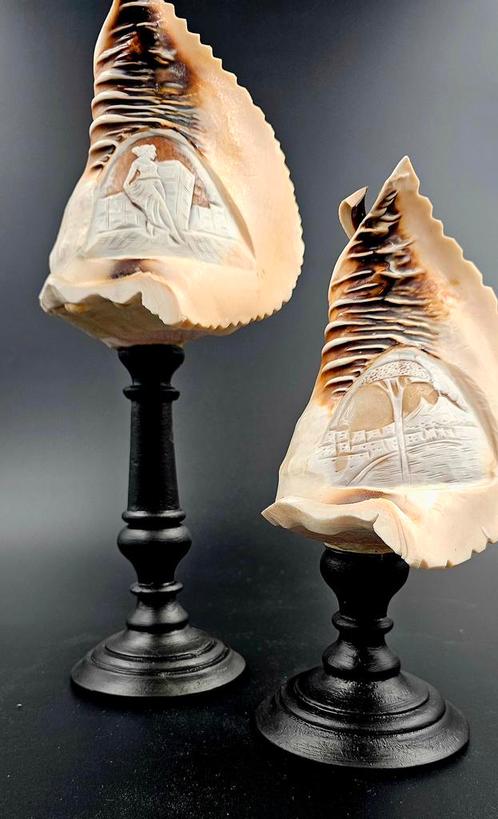 Cassis Madagascarensis cameo scrimshaw uit Italië ppst. Va., Verzamelen, Mineralen en Fossielen, Schelp(en), Ophalen of Verzenden