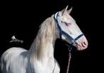Nieuwe leren halster met glitters div kleuren maat full, Ophalen of Verzenden, Nieuw, Overige soorten