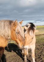 IJslander en zilver dun Rocky dekhengst (silverdapple), Dieren en Toebehoren, Paarden en Pony's | Dekhengsten en Fokmerries, Hengst