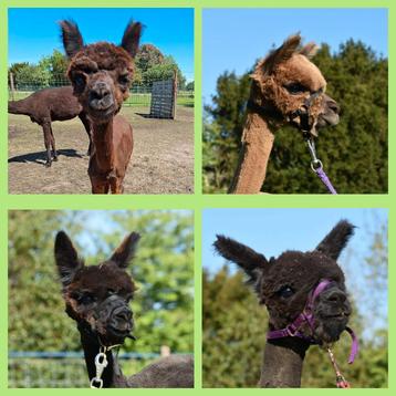 Halstermak en tamme alpaca veulens 2024 merries en hengstje beschikbaar voor biedingen