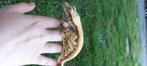 1.0 Bewezen Red High White Tricolor wimpergekko man, Hagedis, Tam, 3 tot 6 jaar