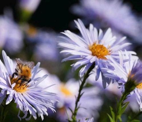 Aster ageratoides Asran, lichte lila herfstaster, Tuin en Terras, Planten | Tuinplanten, Vaste plant, Herfst, Ophalen