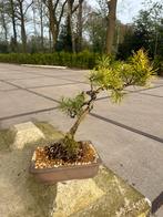 Pinus sylvestris bonsai, Tuin en Terras, Planten | Bomen, Ophalen of Verzenden