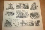 Antieke prent - Diverse soorten kikkers - Ca 1885 !!, Verzamelen, Foto's en Prenten, Gebruikt, Ophalen of Verzenden, Voor 1940