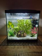 Aquarium, Dieren en Toebehoren, Vissen | Aquaria en Toebehoren, Ophalen of Verzenden, Zo goed als nieuw, Gevuld zoetwateraquarium
