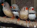 Zebravinken en andere kleine vogels gezocht, Meerdere dieren, Tropenvogel