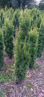 Taxus baccata 'Fastigiata Aurea', Ophalen, Taxus, Minder dan 100 cm
