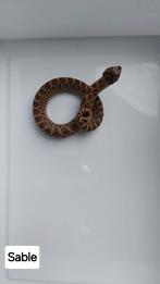 Haakneusjes 2025, Dieren en Toebehoren, Reptielen en Amfibieën, Slang, 0 tot 2 jaar