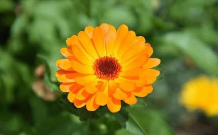 Calendula goudsbloem zaden, Tuin en Terras, Bloembollen en Zaden, Volle zon, Ophalen of Verzenden