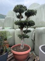 Olijfboom Pon Pon vertakt 180cm, Volle zon, Verzenden, 100 tot 250 cm, Olijfboom