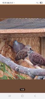 Talpacoti duifje van dit jaar., Dieren en Toebehoren, Mannelijk, Tropenvogel