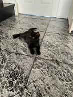 Kitten (4 maanden poes), Dieren en Toebehoren, Katten en Kittens | Raskatten | Korthaar, Poes, 0 tot 2 jaar