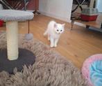 Mooie kruising britse langhaar wit, Dieren en Toebehoren, Katten en Kittens | Overige Katten, Poes, Langharig, 0 tot 2 jaar