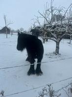 Superlieve, knappe kinderpony / leasepony, Dieren en Toebehoren, B, C pony (1.27m tot 1.37m), 7 tot 10 jaar, Recreatiepony