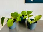 Mooi Trio Golden Pothos en Marble Queen, In potje, zie info, Huis en Inrichting, Kamerplanten, Overige soorten, In pot, Minder dan 100 cm