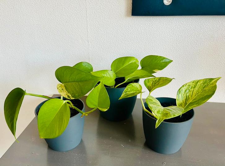 Mooi Trio Golden Pothos en Marble Queen, In potje, zie info, Huis en Inrichting, Kamerplanten, Overige soorten, Minder dan 100 cm