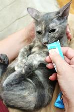 3 zeer leuke lieve kittens ingeent/chip/ontwormd 3,5mnd, Dieren en Toebehoren, Katten en Kittens | Overige Katten, Meerdere dieren