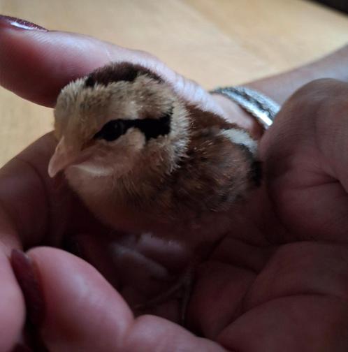 Sabelpoot en hollandse kriel kuikentjes, Dieren en Toebehoren, Pluimvee, Kip, Geslacht onbekend