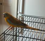 Turquoise parkiet, Dieren en Toebehoren, Vogels | Parkieten en Papegaaien, Mannelijk, Parkiet