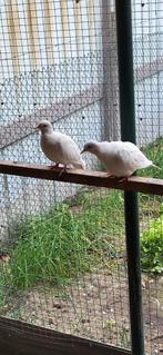 Lachduiven witte, Dieren en Toebehoren, Meerdere dieren, Overige soorten